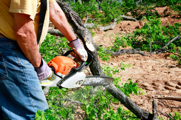 Best Affordable Tree Cutting  in USA